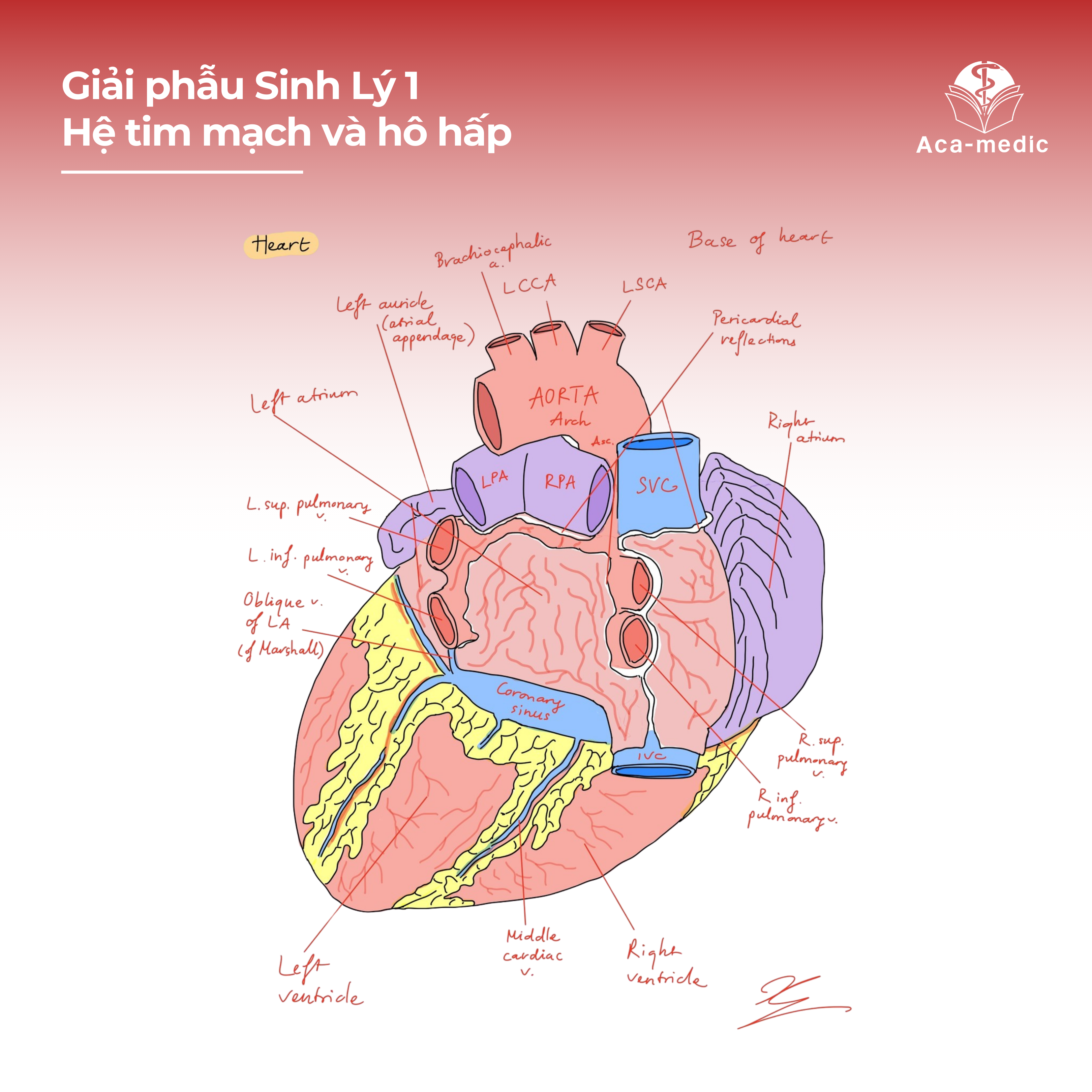 Giải phẫu và sinh lý cực kỳ quan trọng trong nhóm ngành sức khỏe